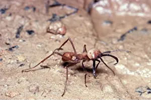 ARMY ANT - Soldier caste
