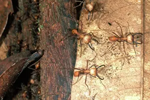 Soldier: Army Ant Soldiers