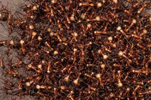 Army: Army Ants