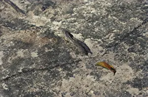 Army: Army Ants
