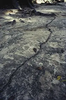Army: Army Ants