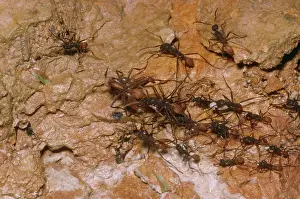 Army: Army Ants - Carrying booty & young (White)