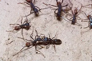 Army: ARMY ANTS - dealing with intruder