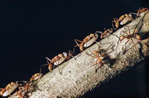 Army: Army Ants (Eciton hamatum)
