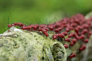 Lice: Army of bark lice nymphs (Psocidae)