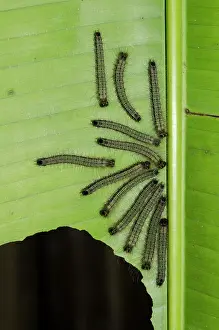 Hexapoda: Army of Caterpillars