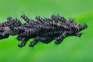 Army: An army of caterpillars on a dead branch