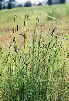 Armyworm: Armyworm - pest of graminaceous crops