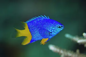 Angus: Arnaz's Damselfish
