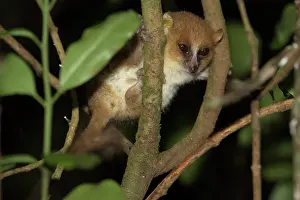 Microcebus: Arnhold's Mouse Lemur (Microcebus arnholdi) active in tree t