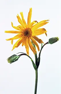 Arnica: Arnica