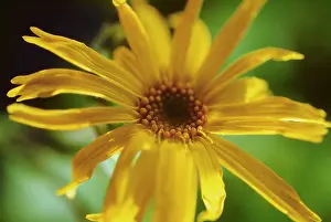 Arnica: Arnica
