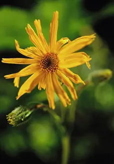 Arnica: Arnica