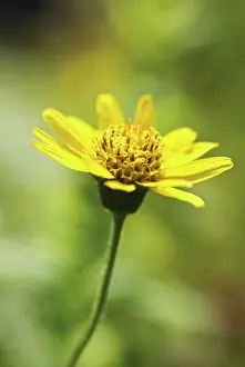 Arnica: Arnica