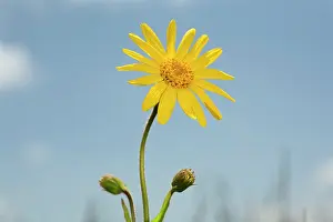 Arnica: Arnica