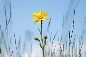 Arnica: Arnica