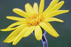 Arnica: Arnica