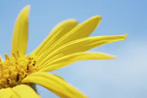 Arnica: Arnica