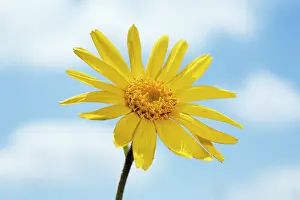Arnica: Arnica