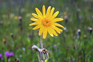 Arnica: Arnica