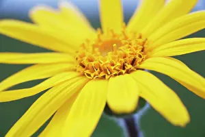 Arnica: Arnica