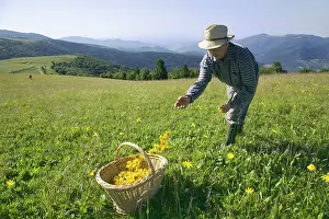 Arnica: Arnica