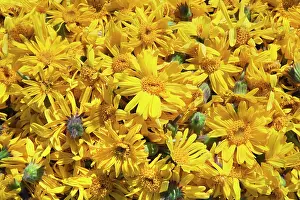 Arnica: Arnica