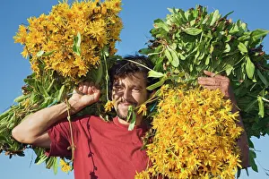 Arnica: Arnica