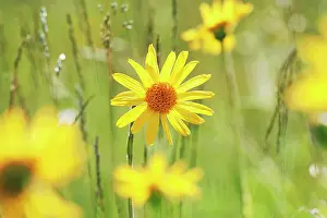 Arnica: Arnica