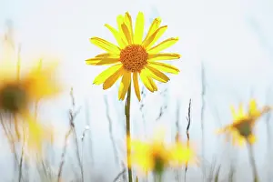 Arnica: Arnica