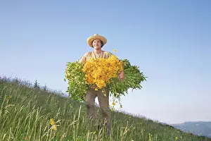 Arnica: Arnica