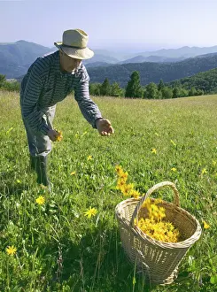 Arnica: Arnica