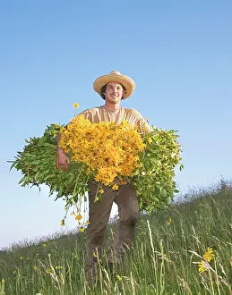 Arnica: Arnica