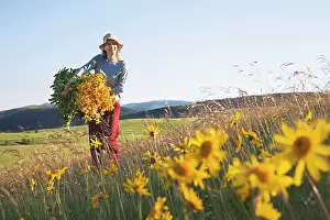 Arnica: Arnica