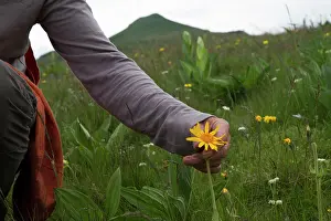 Arnica: Arnica is very effective in treating bruises. The