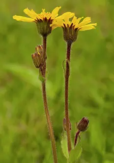 Arnica: Arnica - Medicinal plant