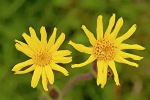 Arnica: Arnica - Medicinal plant