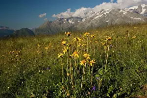 Arnica: Arnica with Mont Blanc, (Highest mountain in Europe