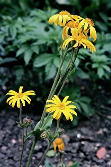 Arnica: Arnica Montana - used internally in homeopathic
