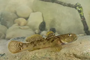 Arno: Arno Goby Fish - adult male