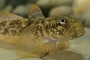 Arno: Arno Goby Fish - adult male
