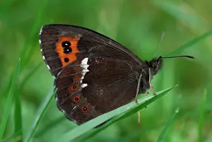 Erebia: Arran Brown