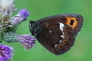 Erebia: Arran Brown