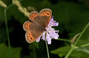 Lepidopterae: Arran Brown Butterfly - feeding on scabious