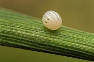 Thomas Marent: Arran Brown (Erebia ligea) egg of butterfly, Swi