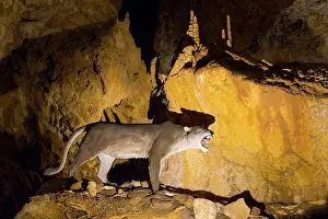 Awareness: Arrikrutz cave, Onati, Gipuzkoa, The Basque Country