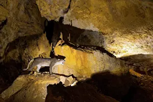 Awareness: Arrikrutz cave, Onati, Gipuzkoa, The Basque Country
