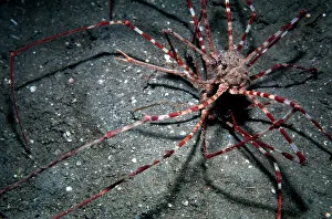 Note: Arrow Crabs - a courting couple found on sand