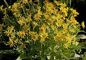 Sagittata: Arrow-leaved Balsam-root