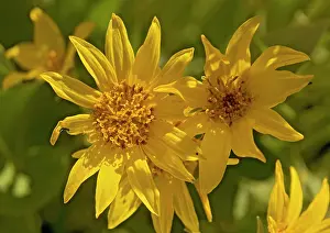 Balsam: Arrow-leaved Balsam-root